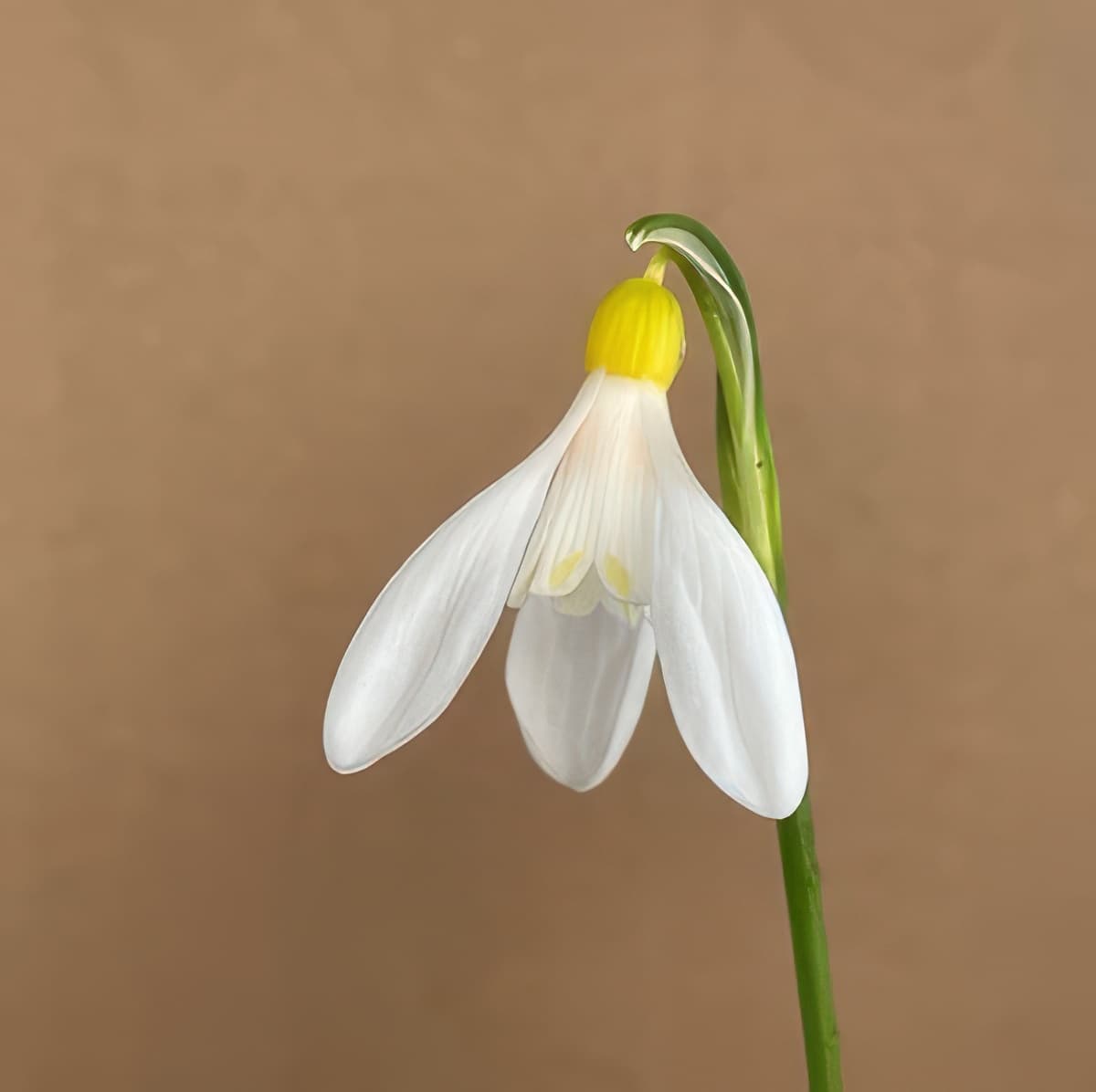 Galanthus woronowii Elizabeth Harrison