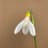 Galanthus Woronowii