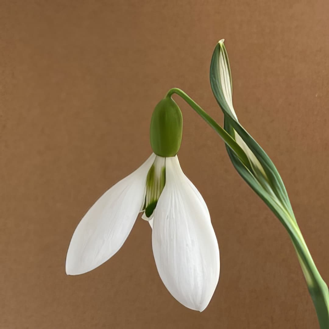 Galanthus Fieldgate Superb