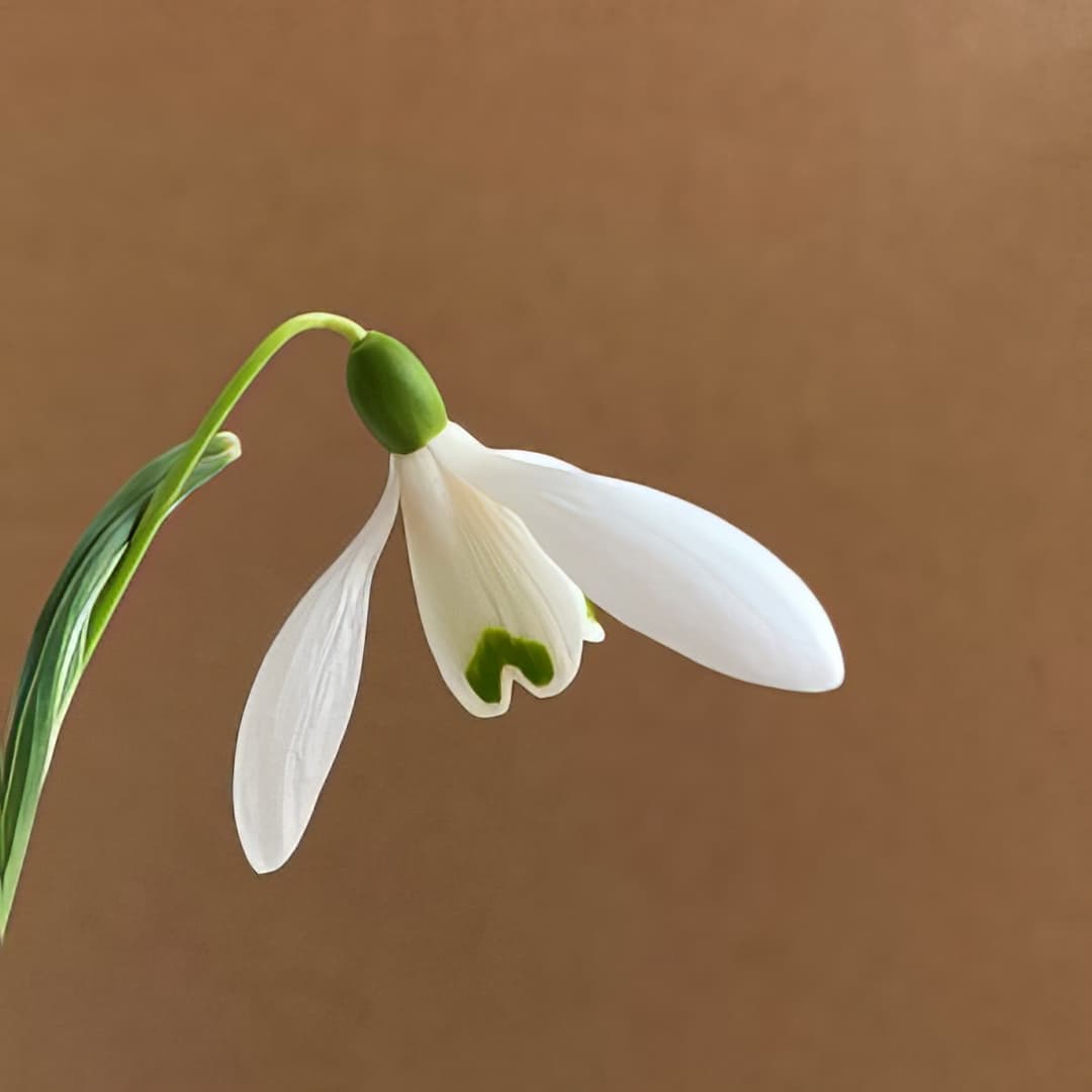 Galanthus Ginns Imperati