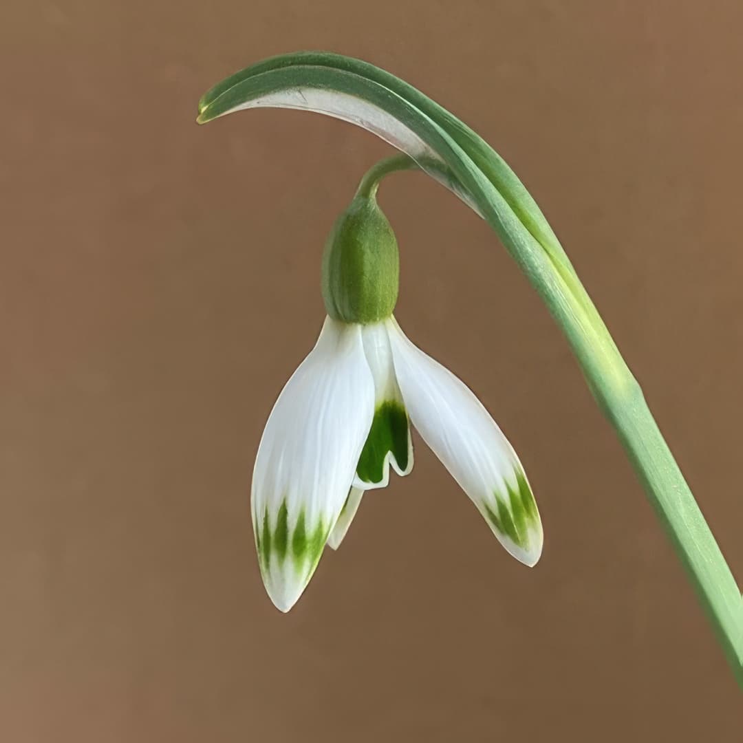 Galanthus Greenfinch