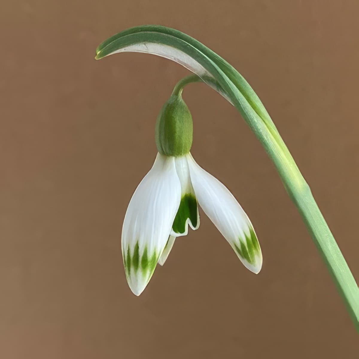 Galanthus Greenfinch