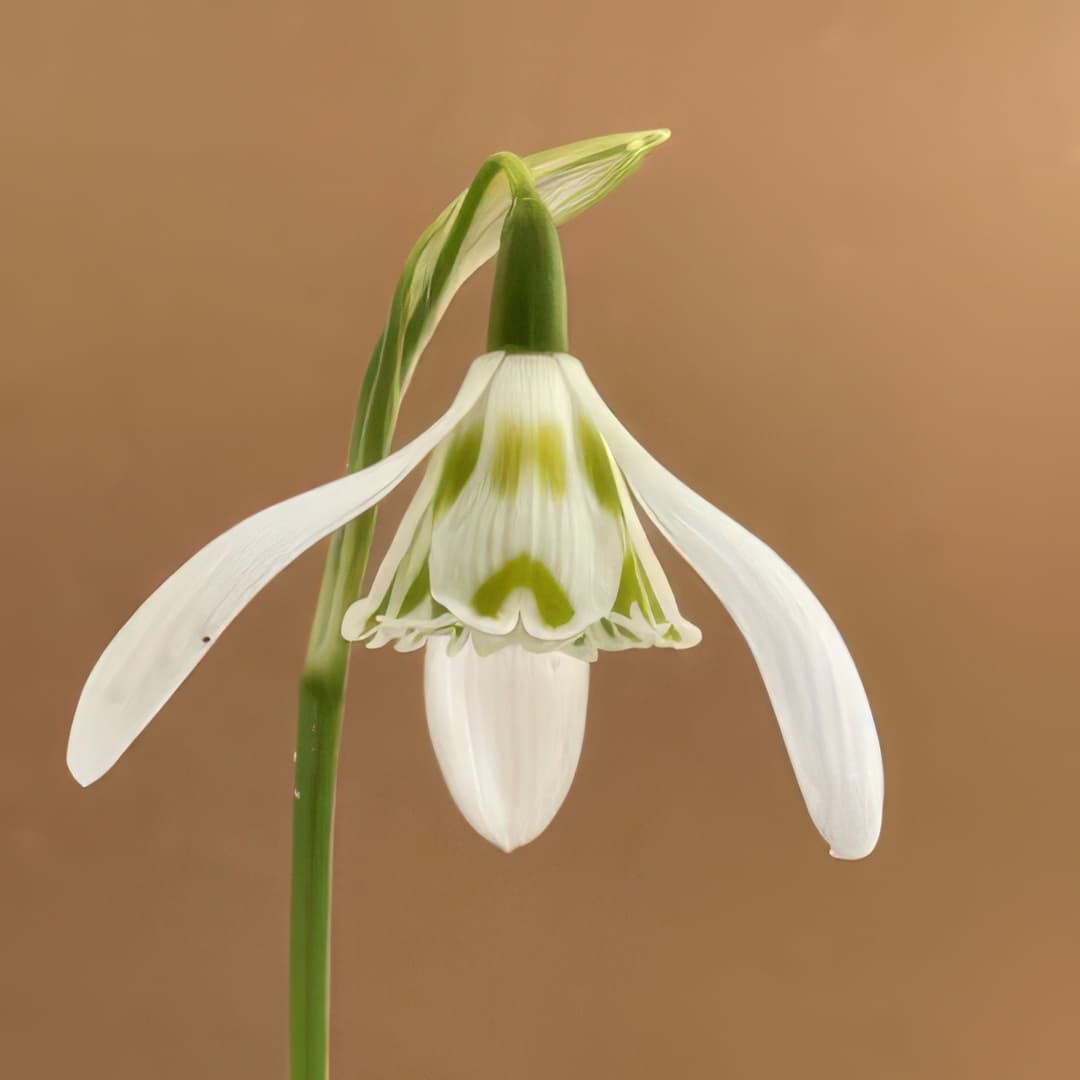 Galanthus Heffalump