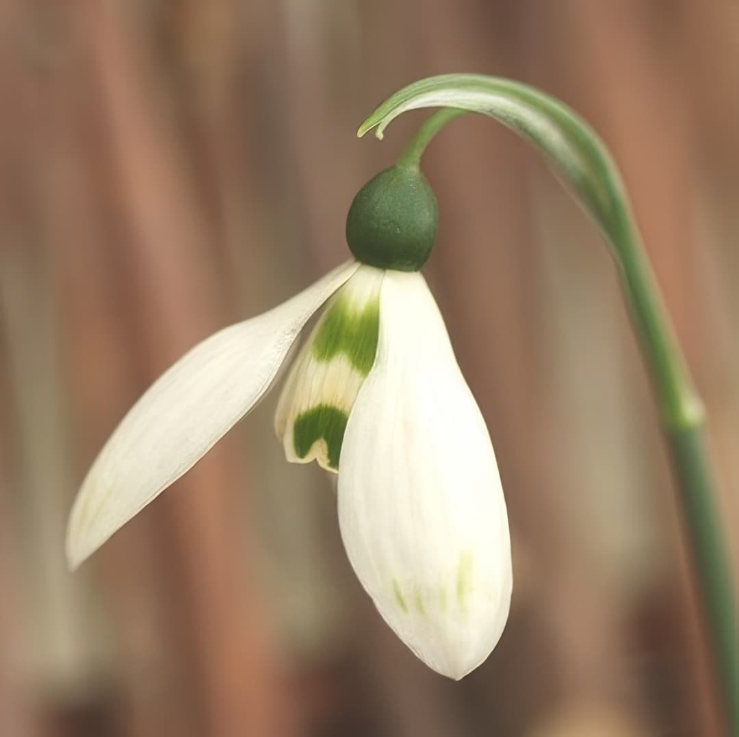 Galanthus elwesii Jonathan