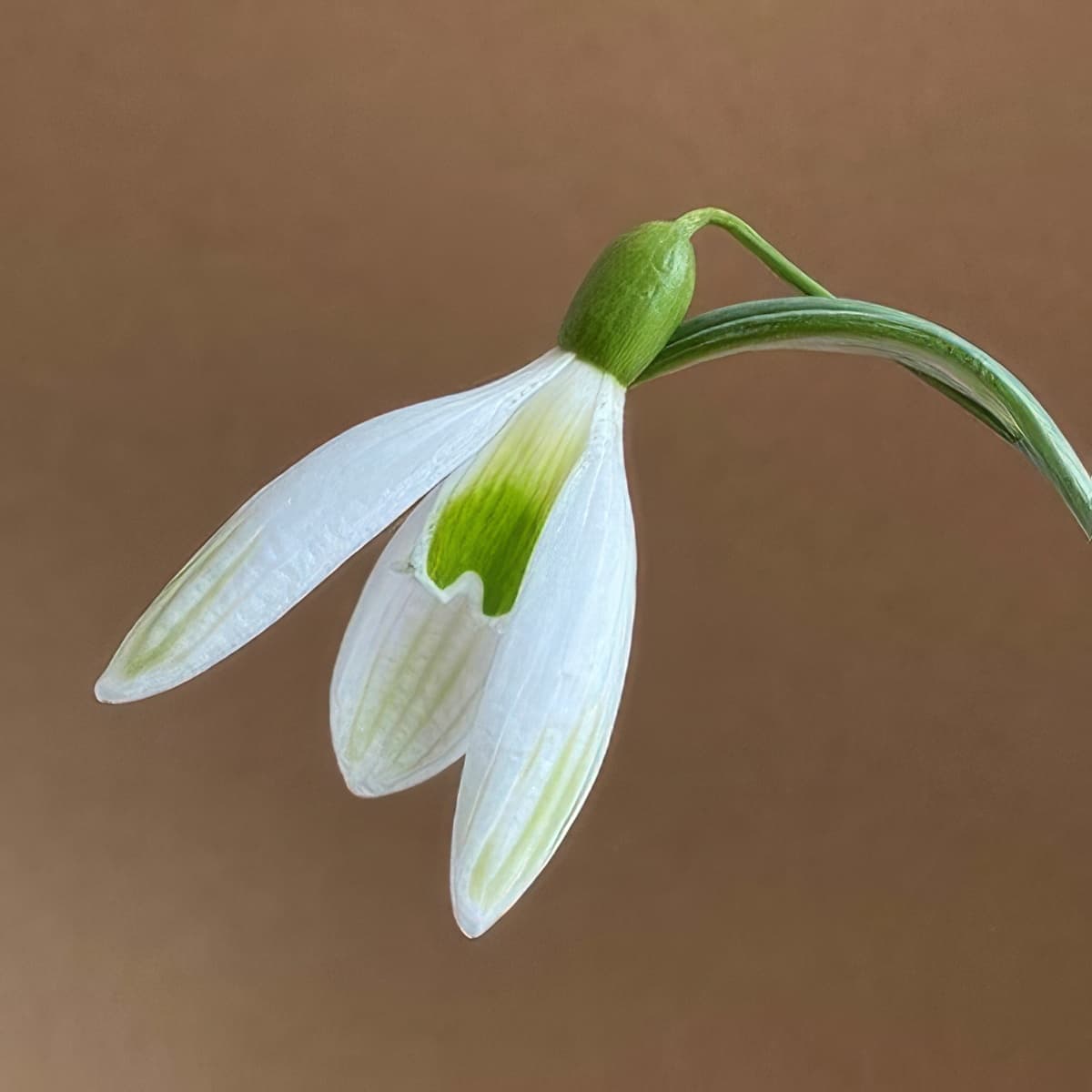 Galanthus Kildare