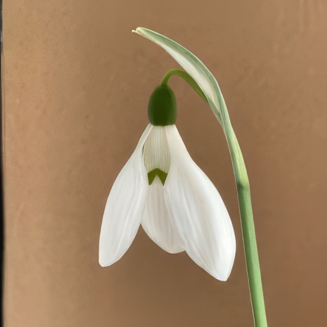Galanthus elwesii Marjorie Brown