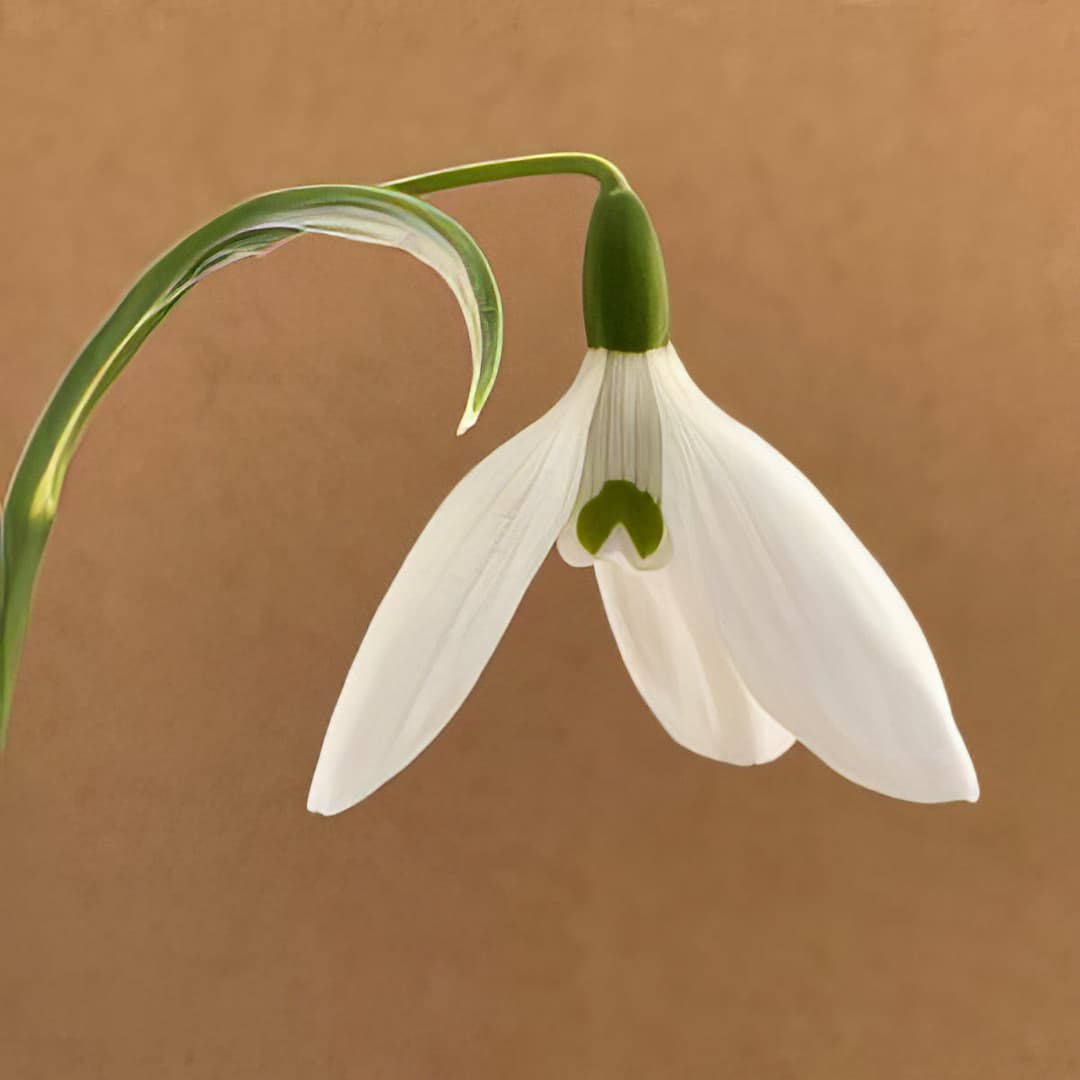 Galanthus elwesii var. monostictus Miller's Late