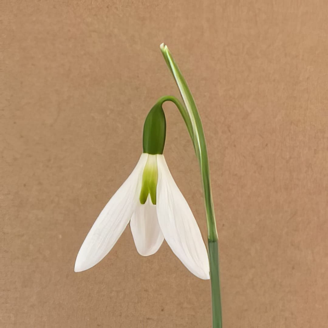 Galanthus elwesii Peter Gatehouse