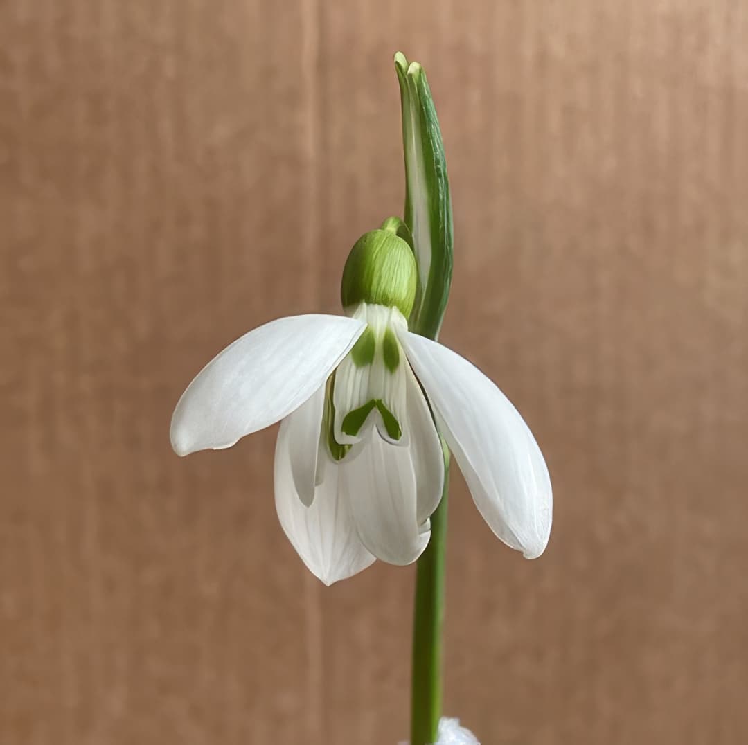 Galanthus Phantom