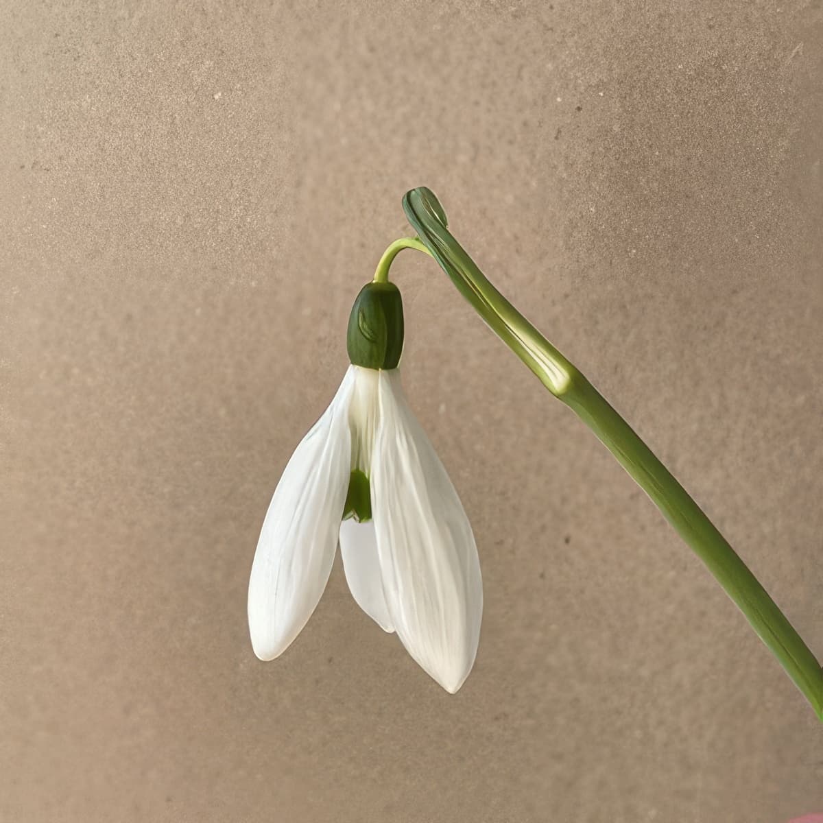 Galanthus elwesii Phil Bryn