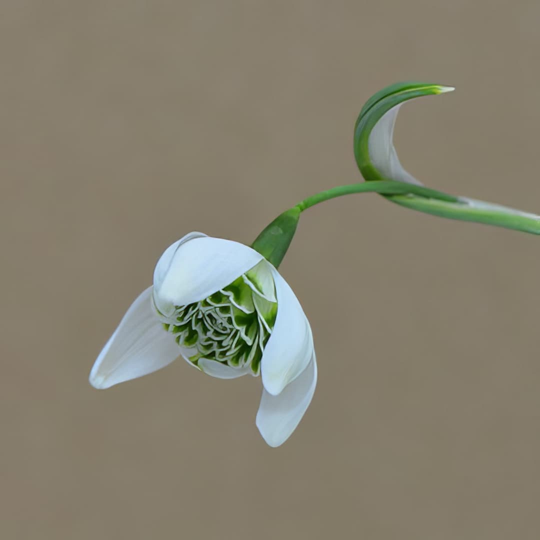 Galanthus nivalis pleniflorus Wonston Double
