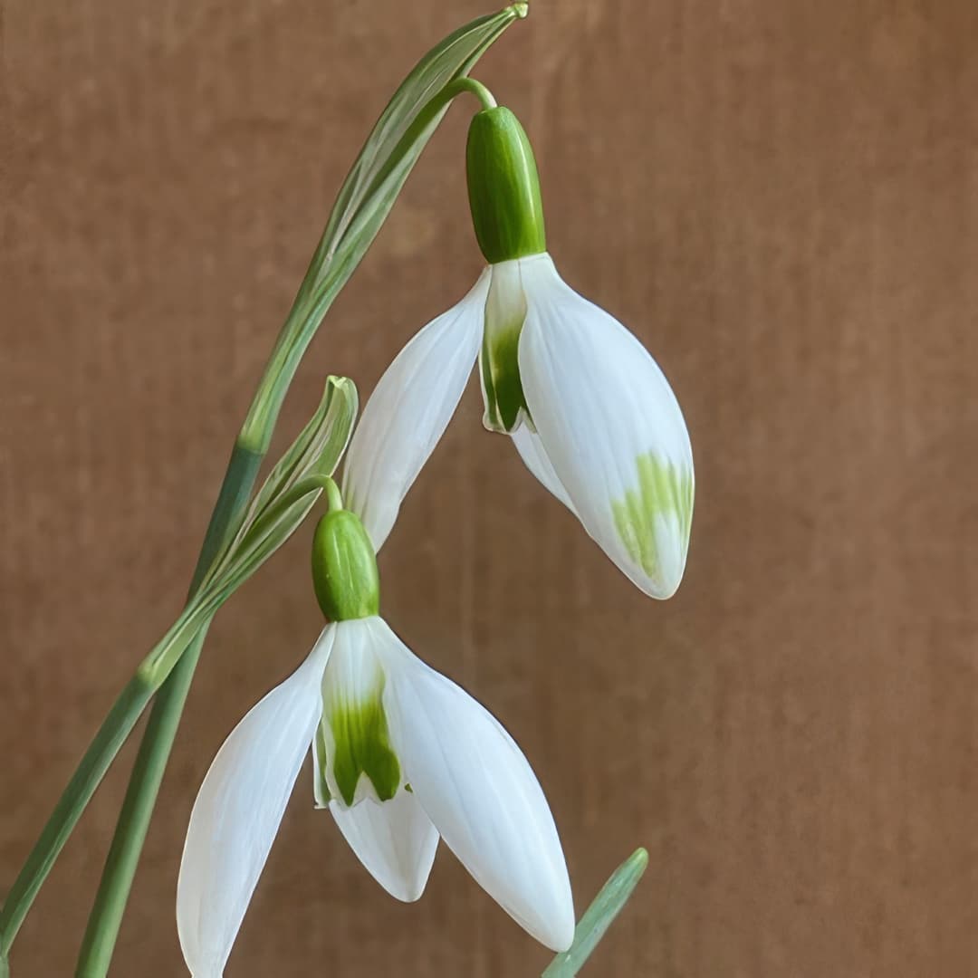 Galanthus elwesii Jessica