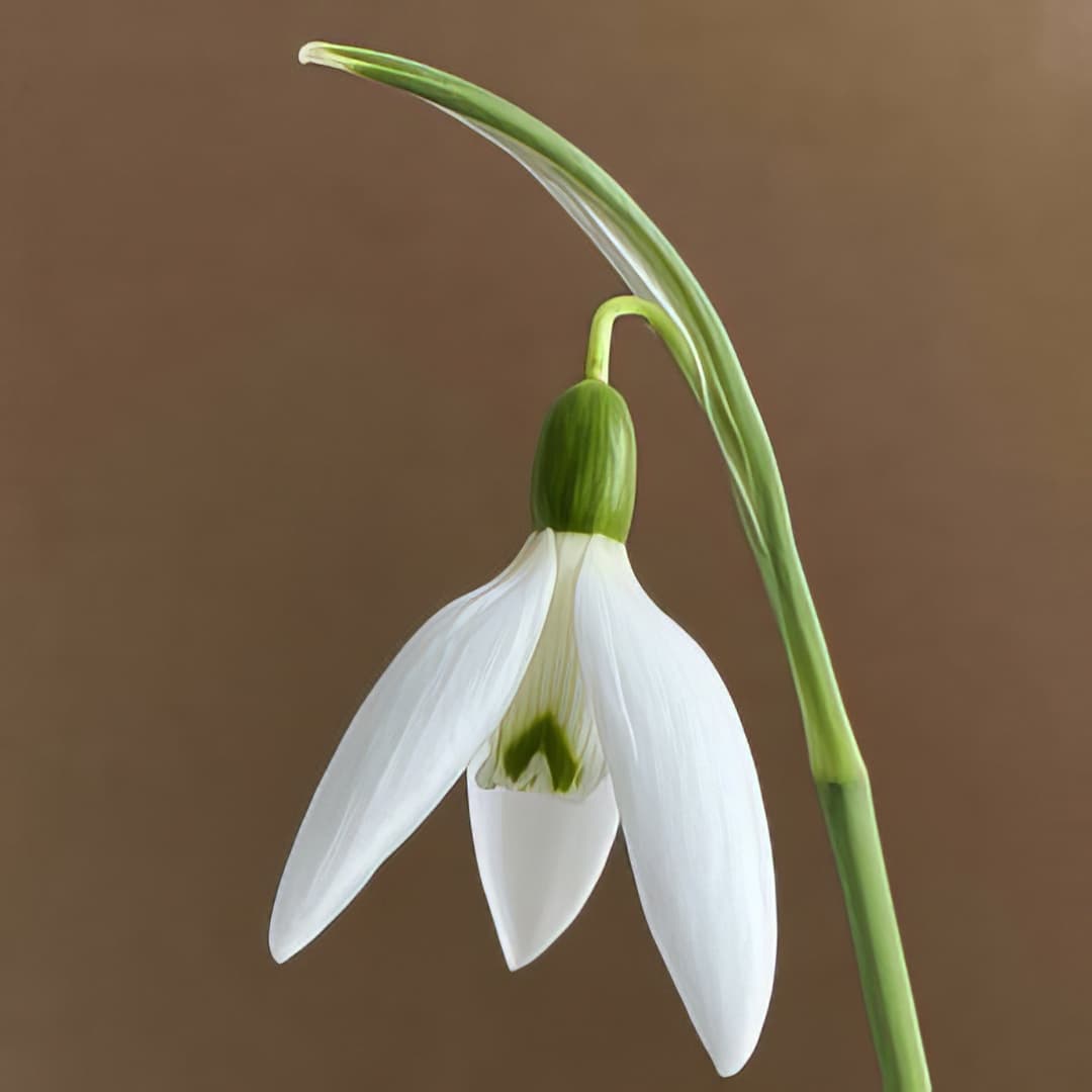 Galanthus Reverend Hailstone