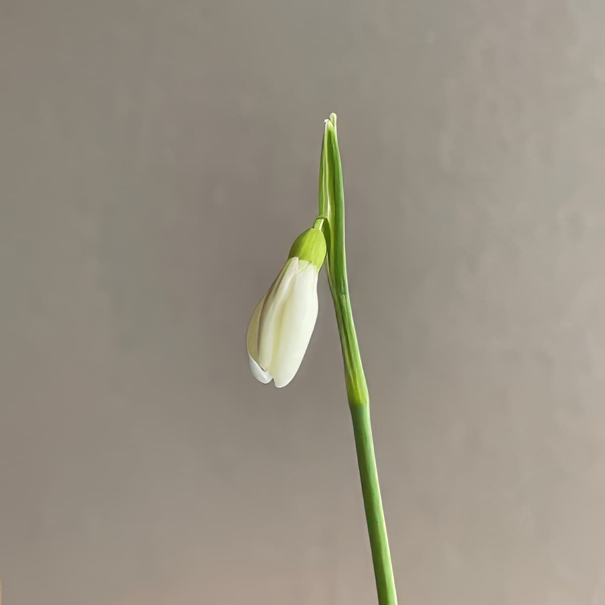 Galanthus nivalis Créme Anglaise