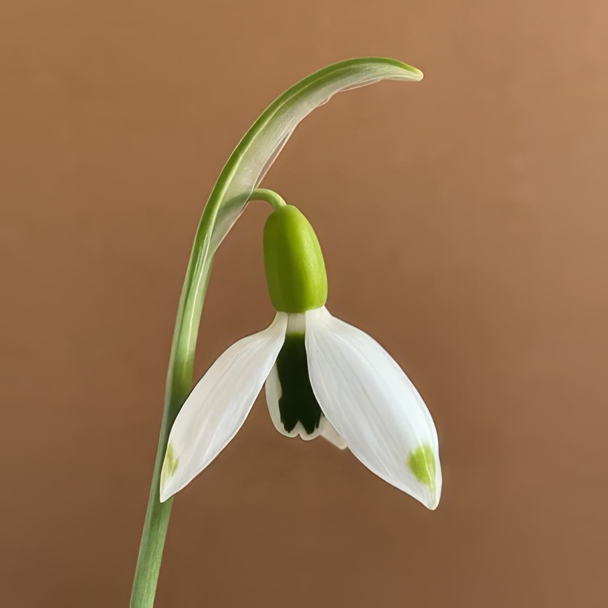 Galanthus elwesii Kathleen Beddington