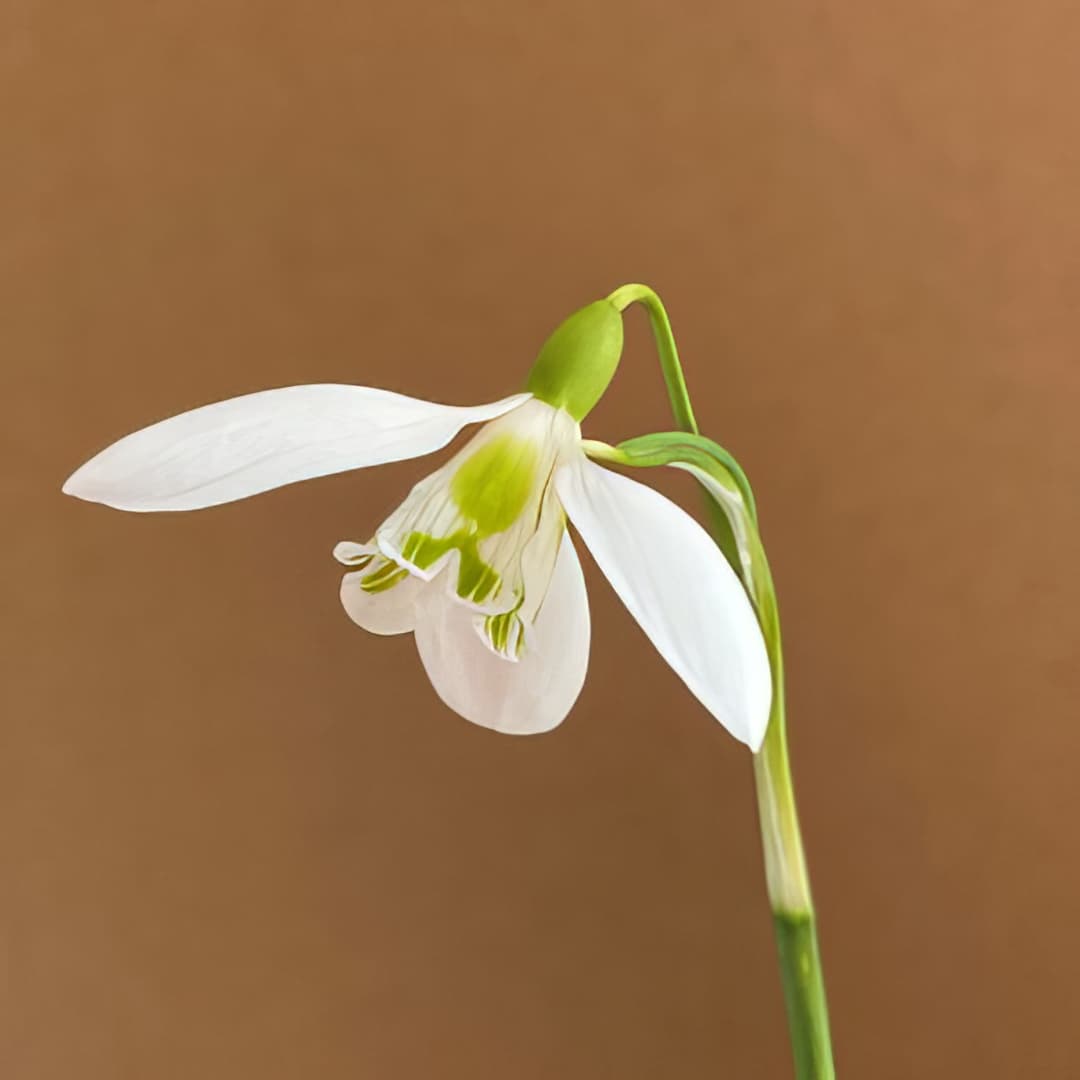 Galanthus nivalis Blithe Spirit