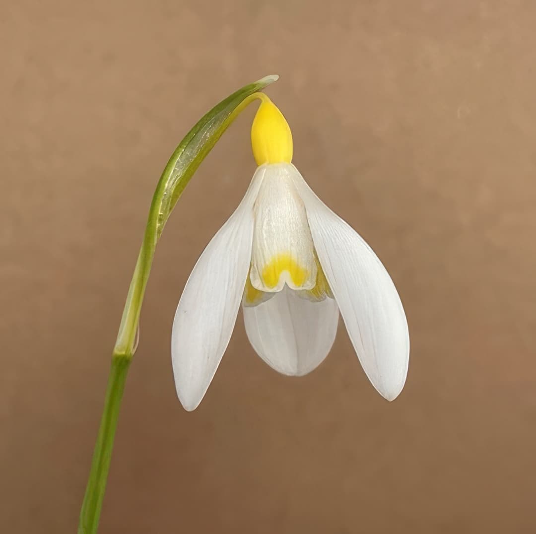 Galanthus nivalis Ray Cobb