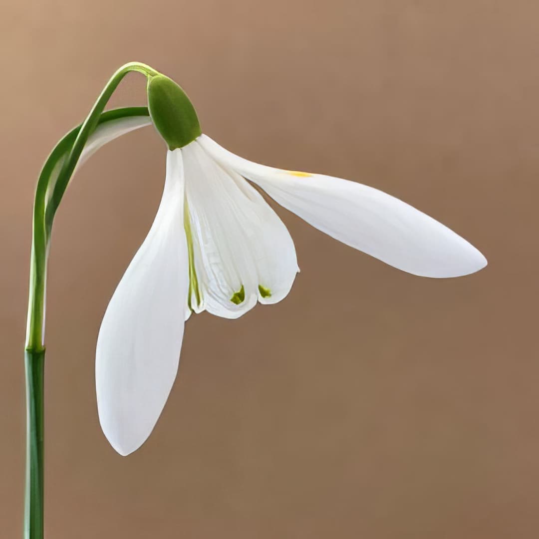 Galanthus nivalis Alba
