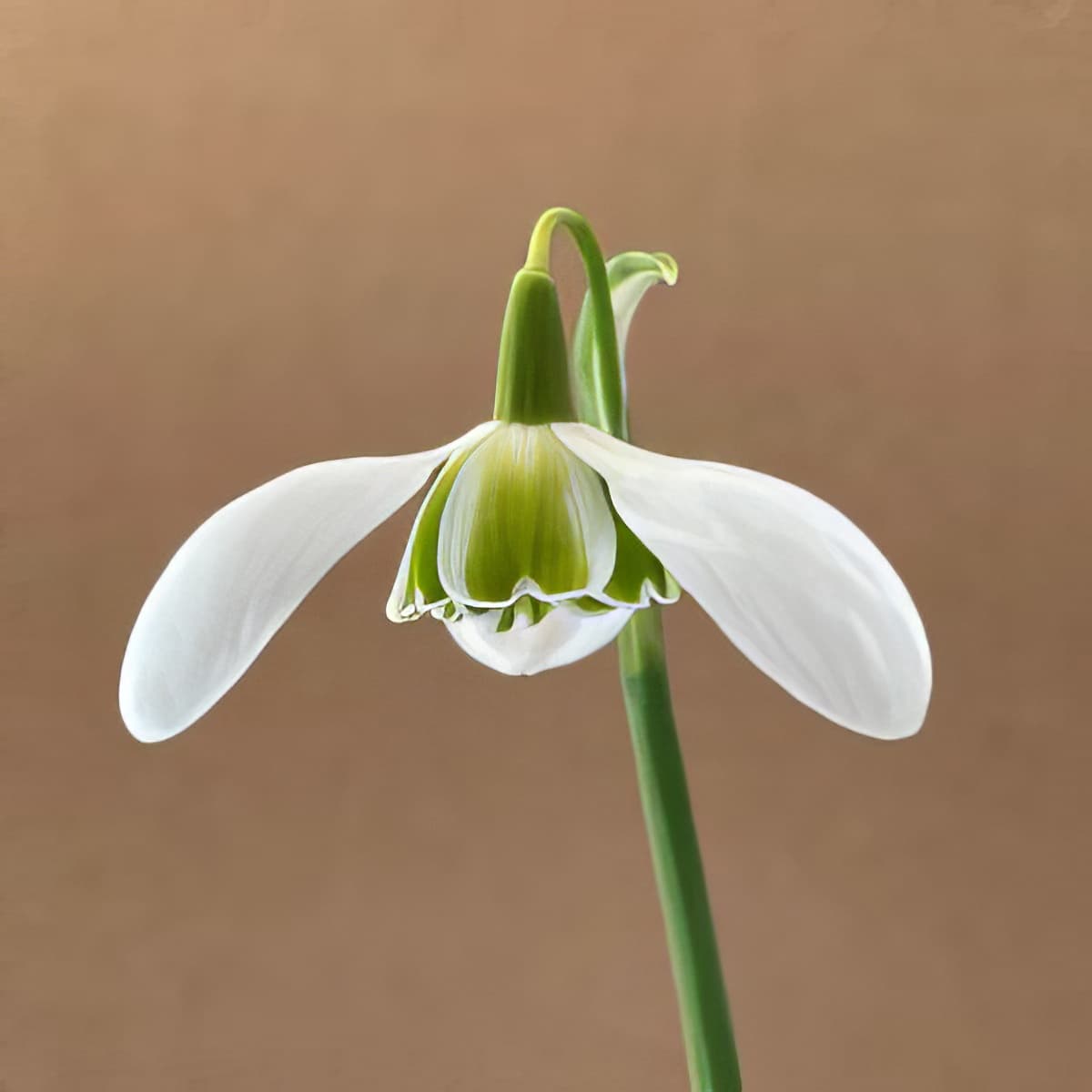 Galanthus Baylham