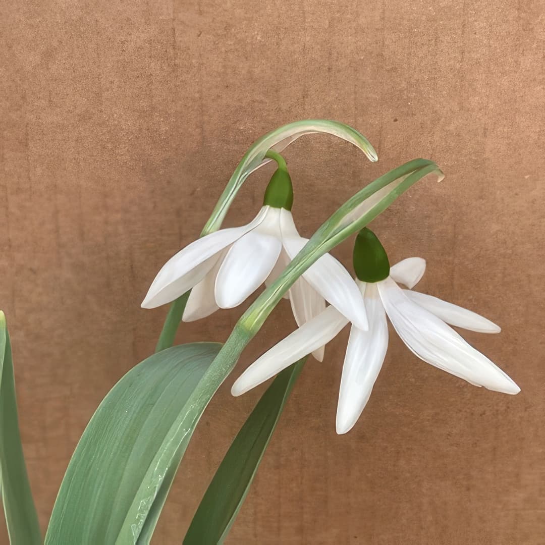 Galanthus elwesii Don Armstrong