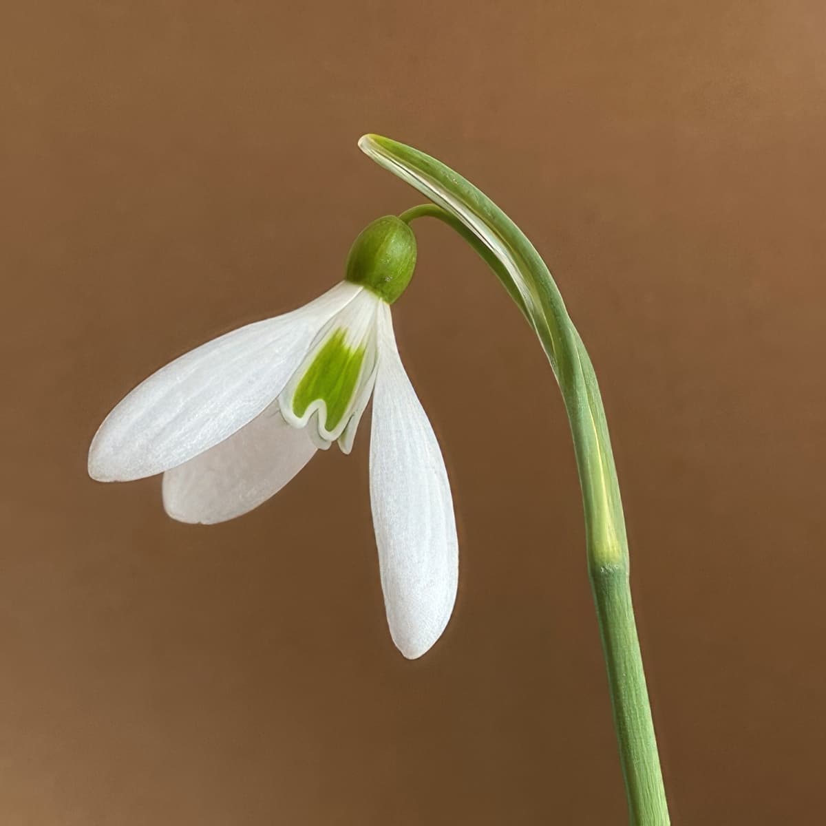 Galanthus plicatus Edinburgh Ketton