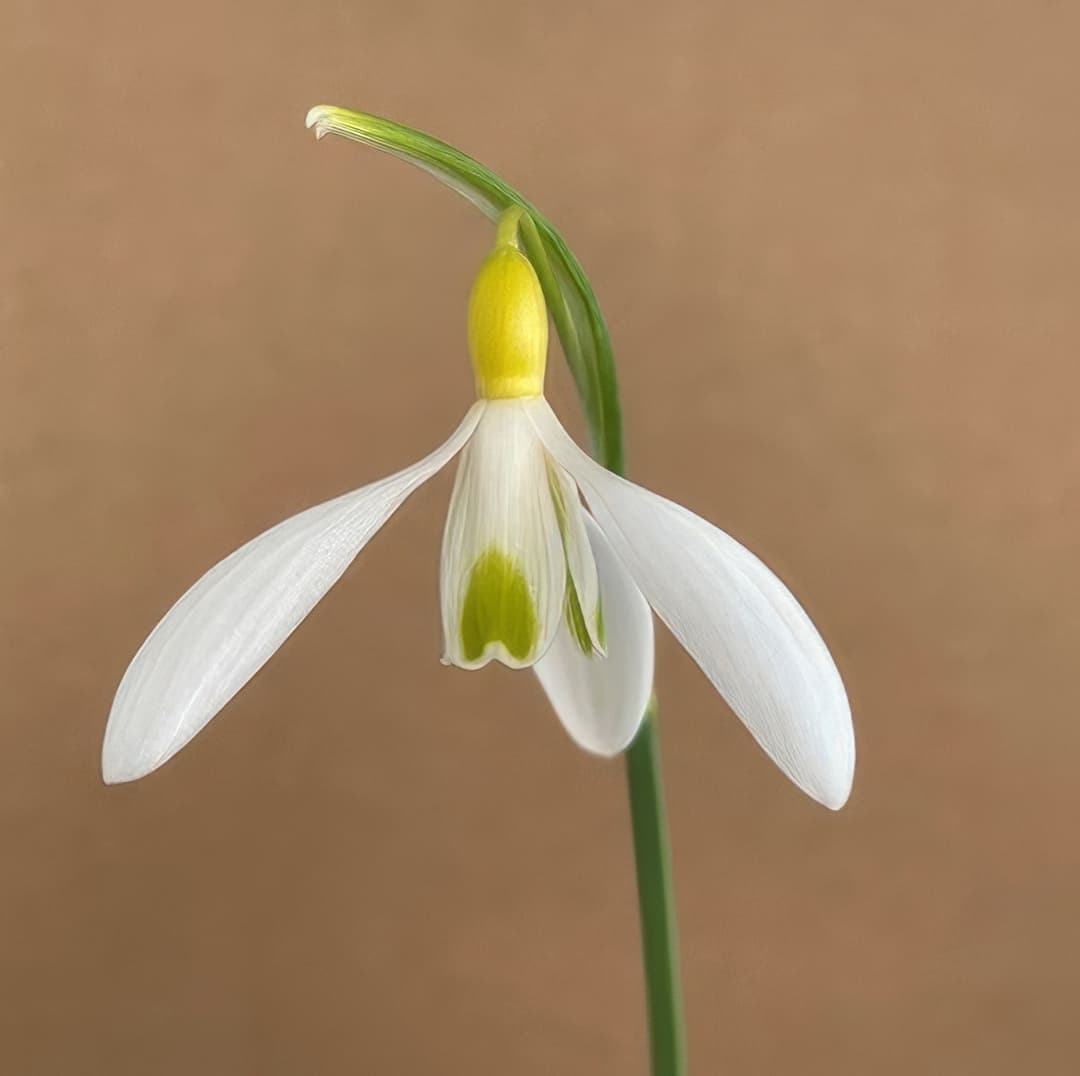 Galanthus June Boardman