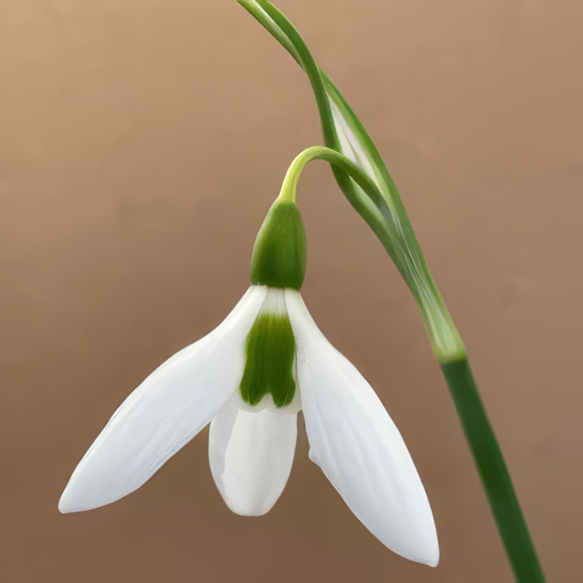 Galanthus elwesii Kite