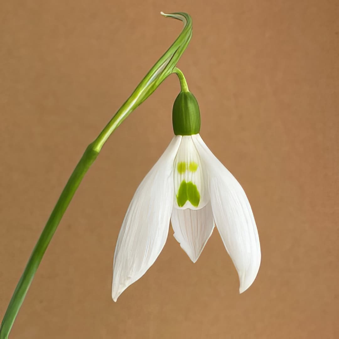 Galanthus elwesii Louise Ann Bromley