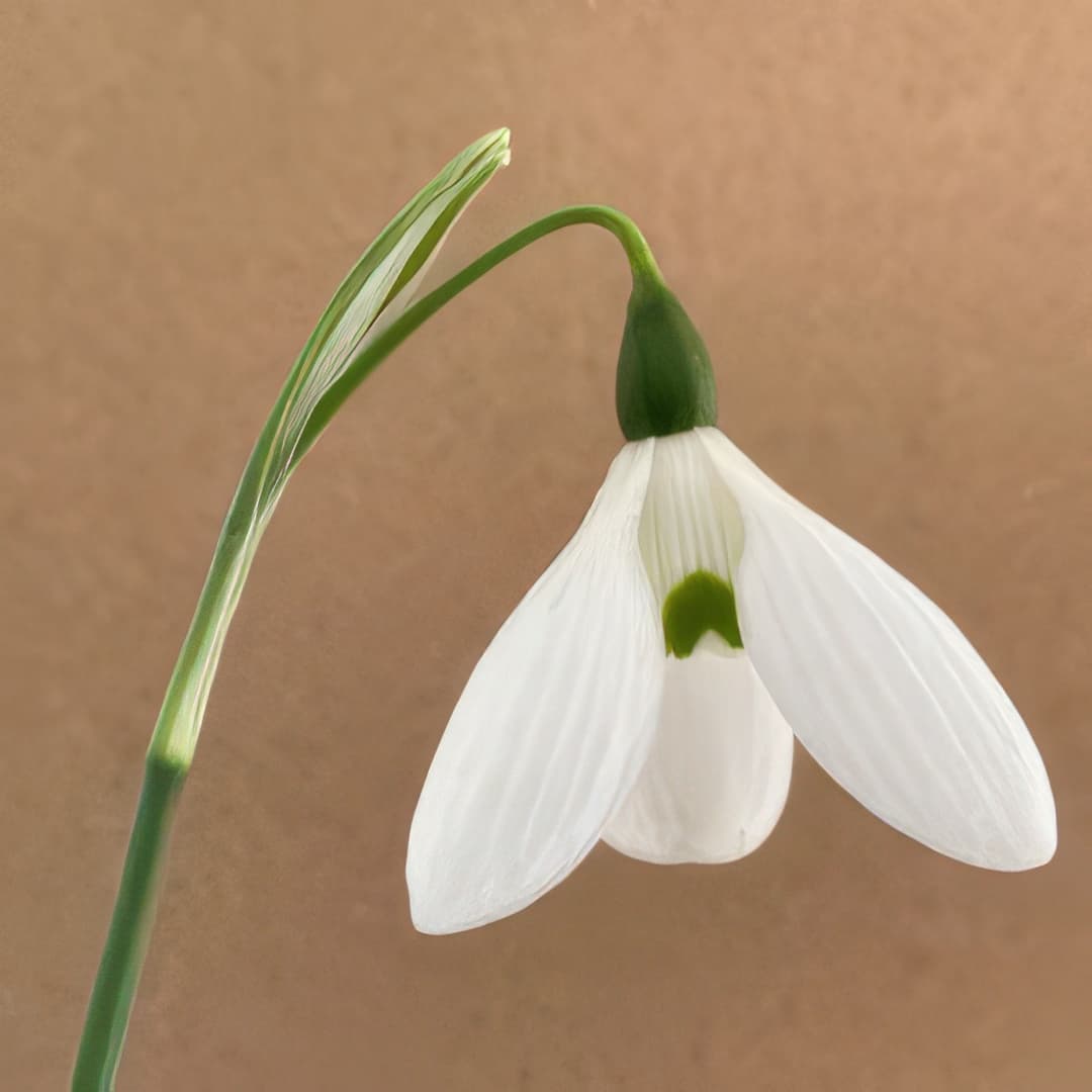 Galanthus Natalie Garton