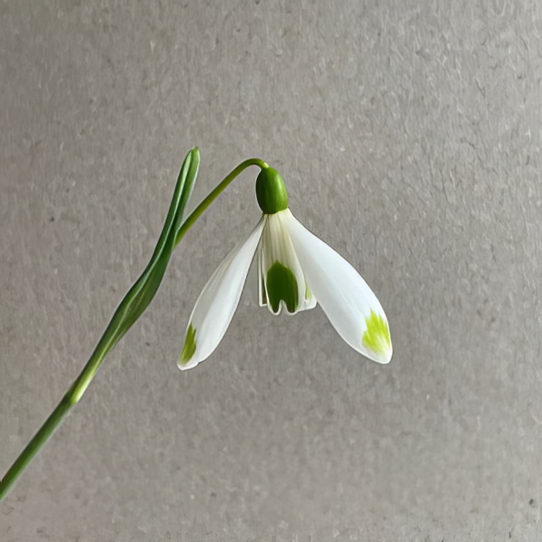 Galanthus Sir Henry BC