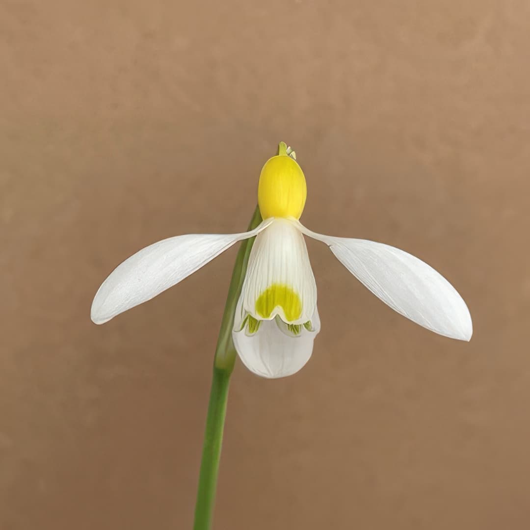 Galanthus Spindlestone Surprise