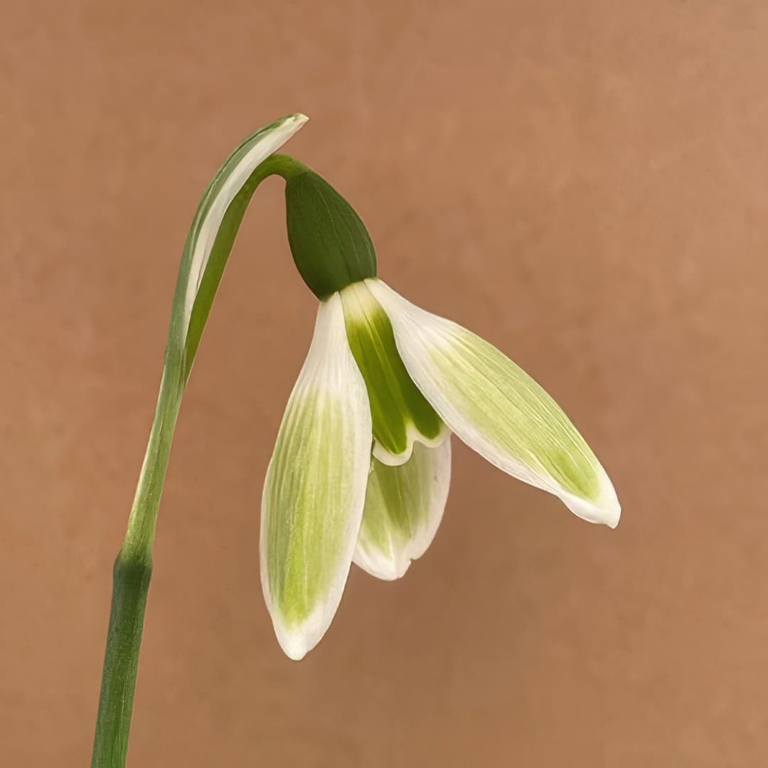 Galanthus Matt Bishop