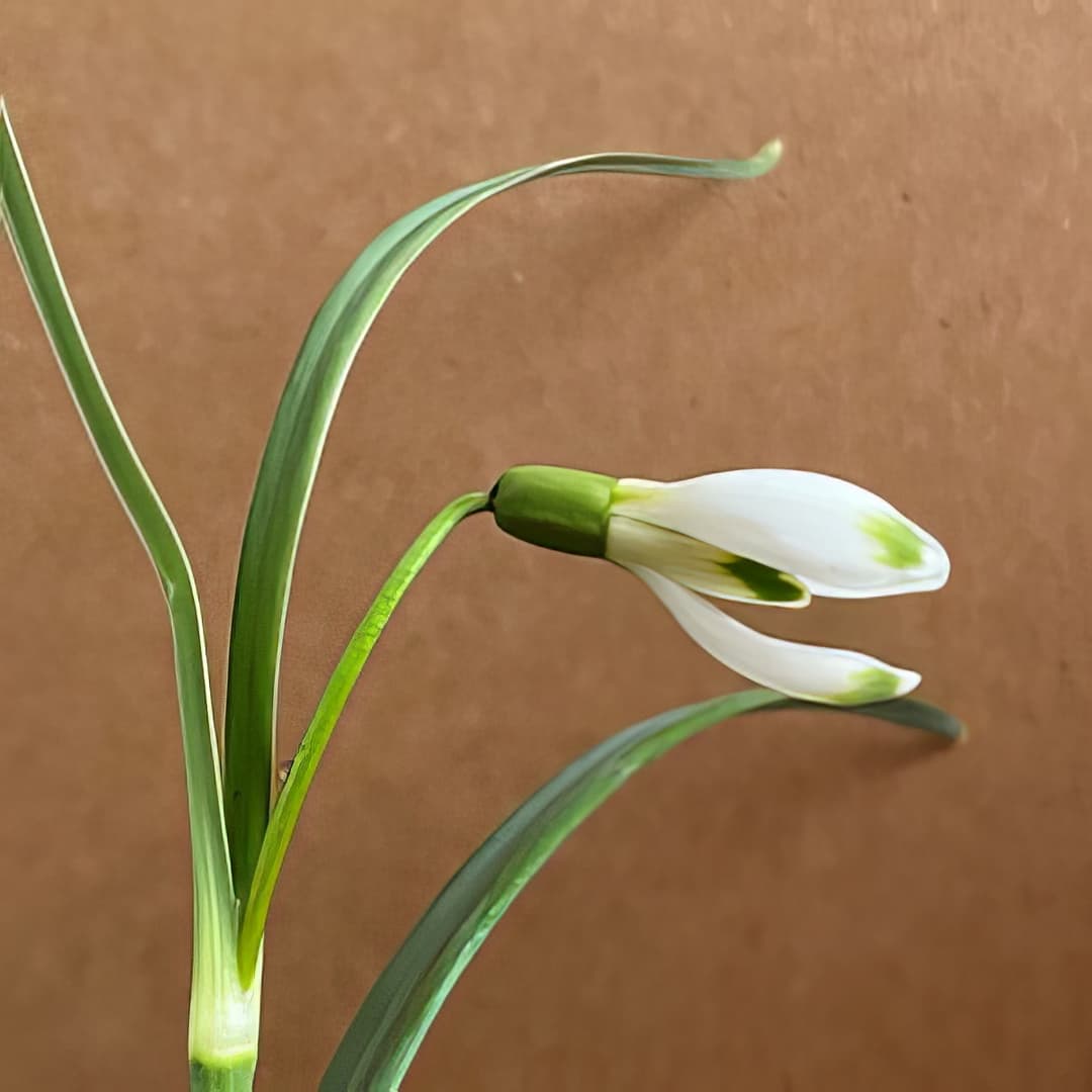 Galanthus Ant