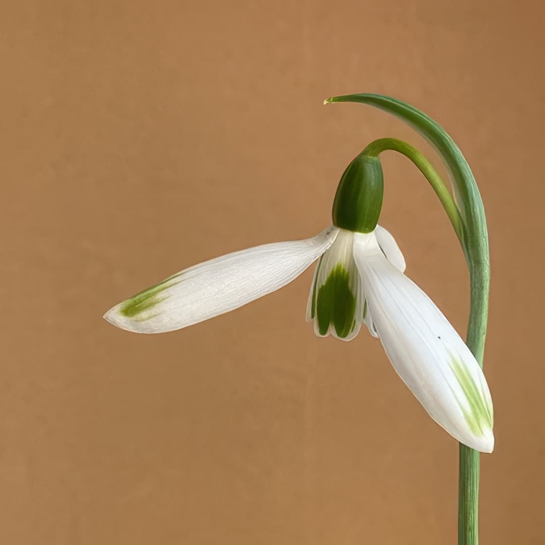 Galanthus Byrkley