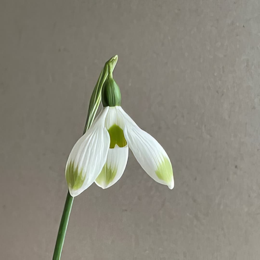 Galanthus Chantry Cracker