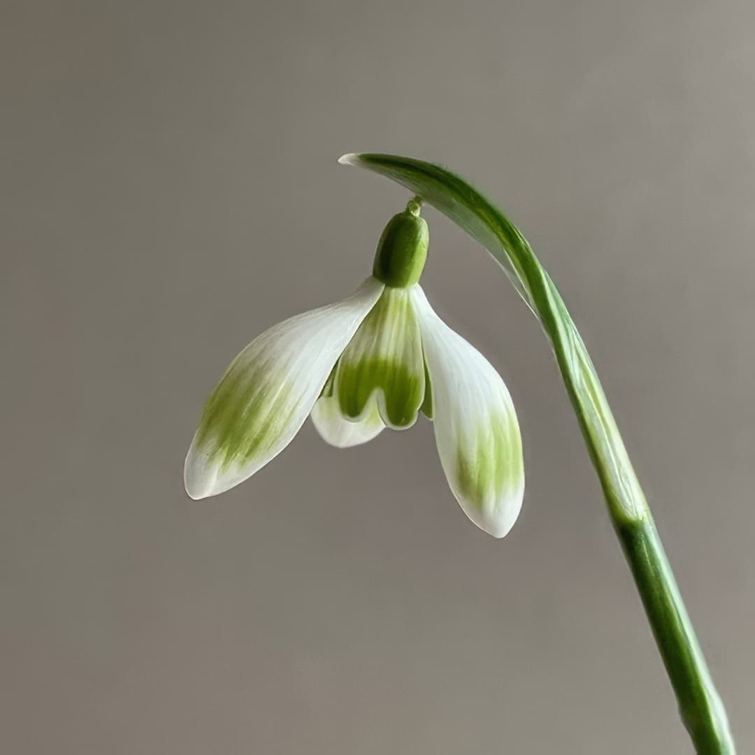 Galanthus Prague Spring