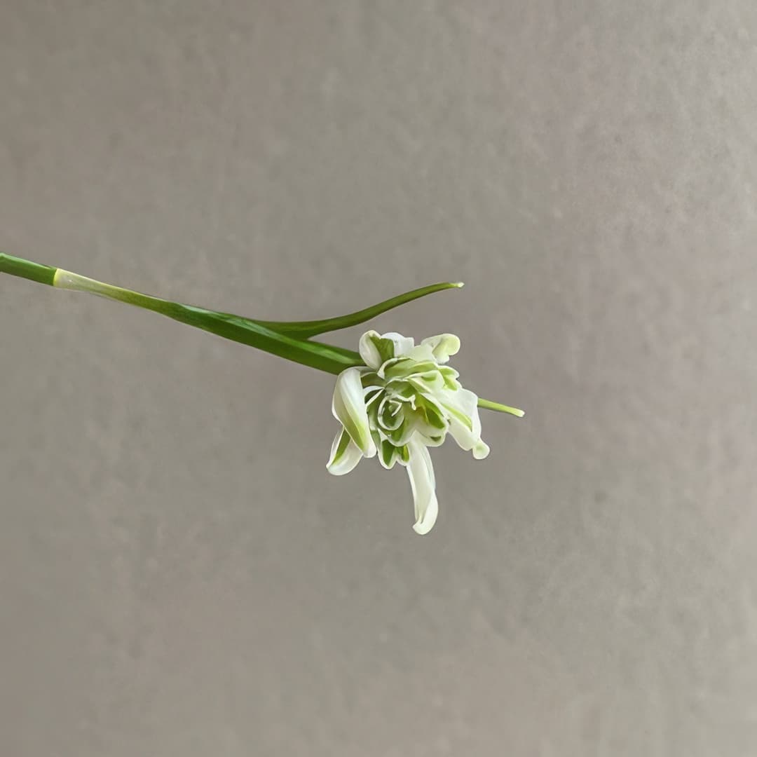 Galanthus nivalis f. pleniflorus Octopussy