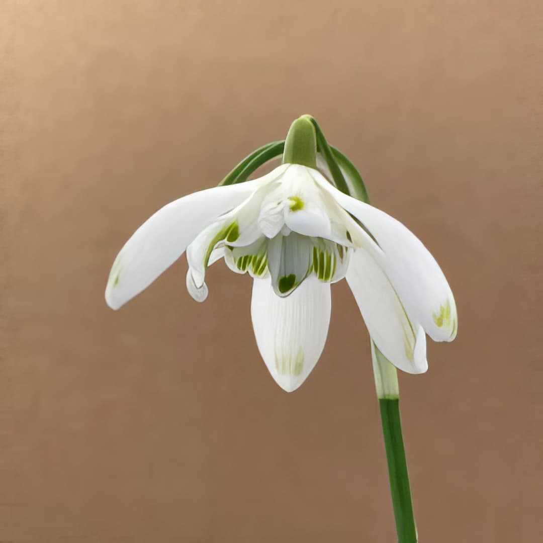 Galanthus nivalis Wendover Green Tip