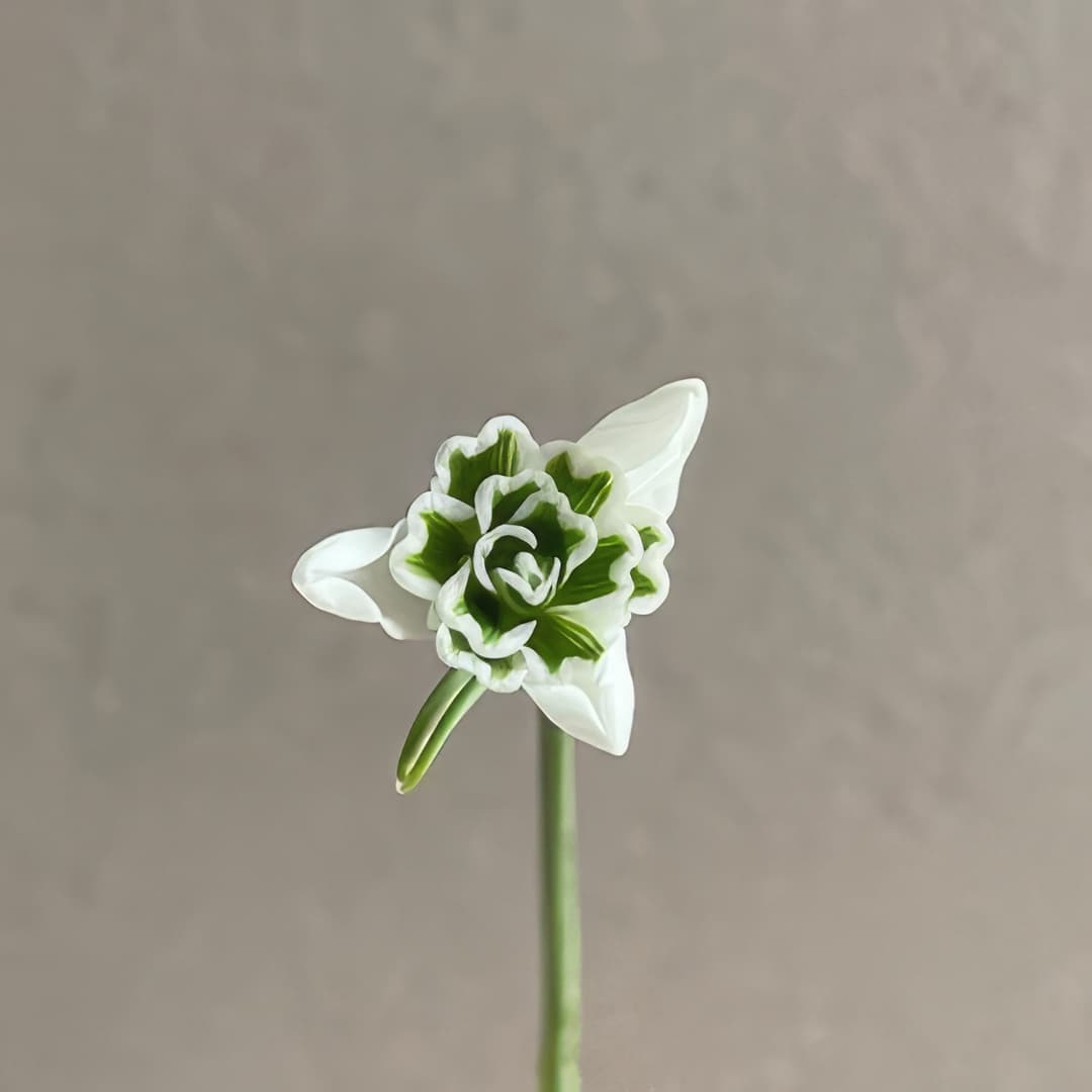 Galanthus Miss Prissy