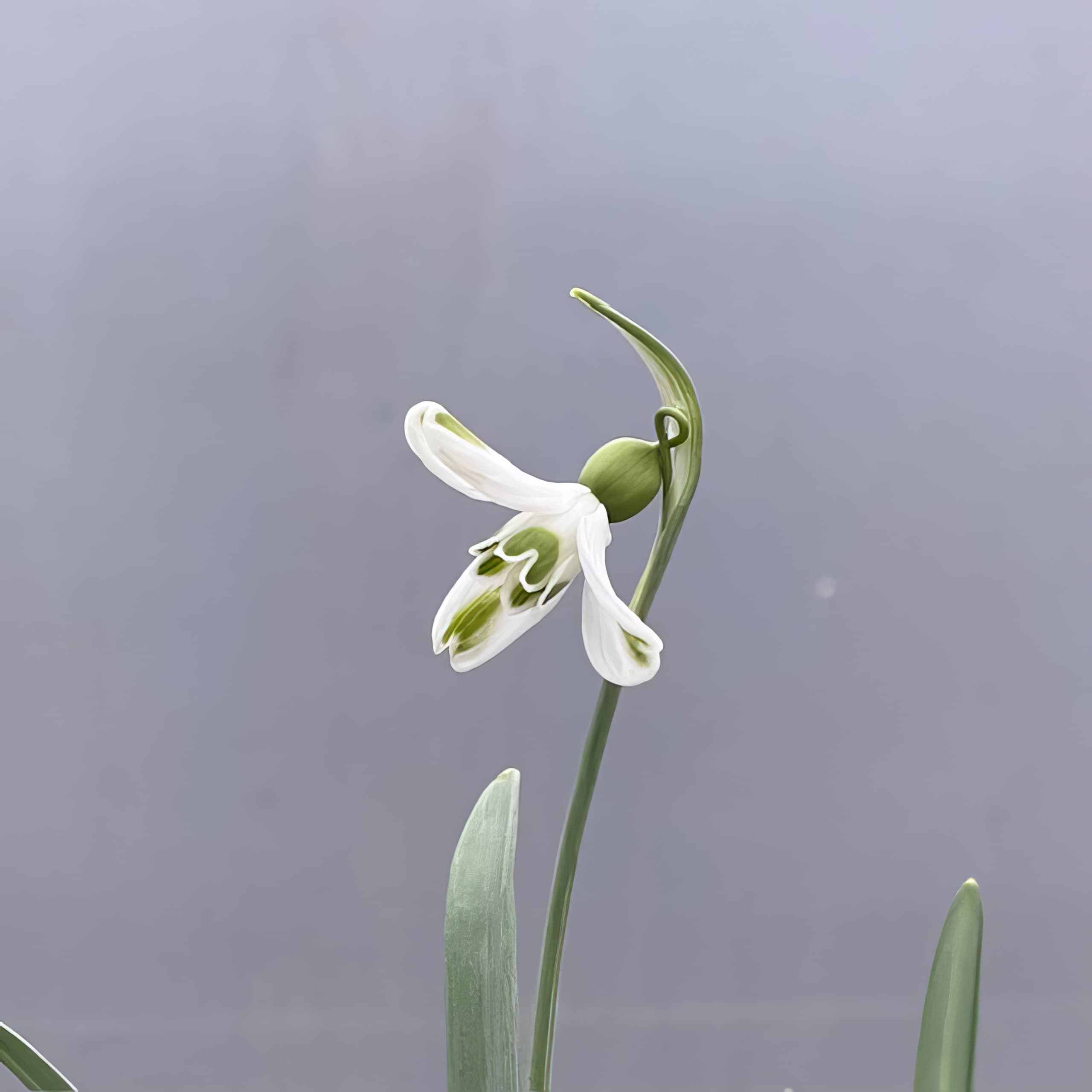 Galanthus Hilary's Coquette
