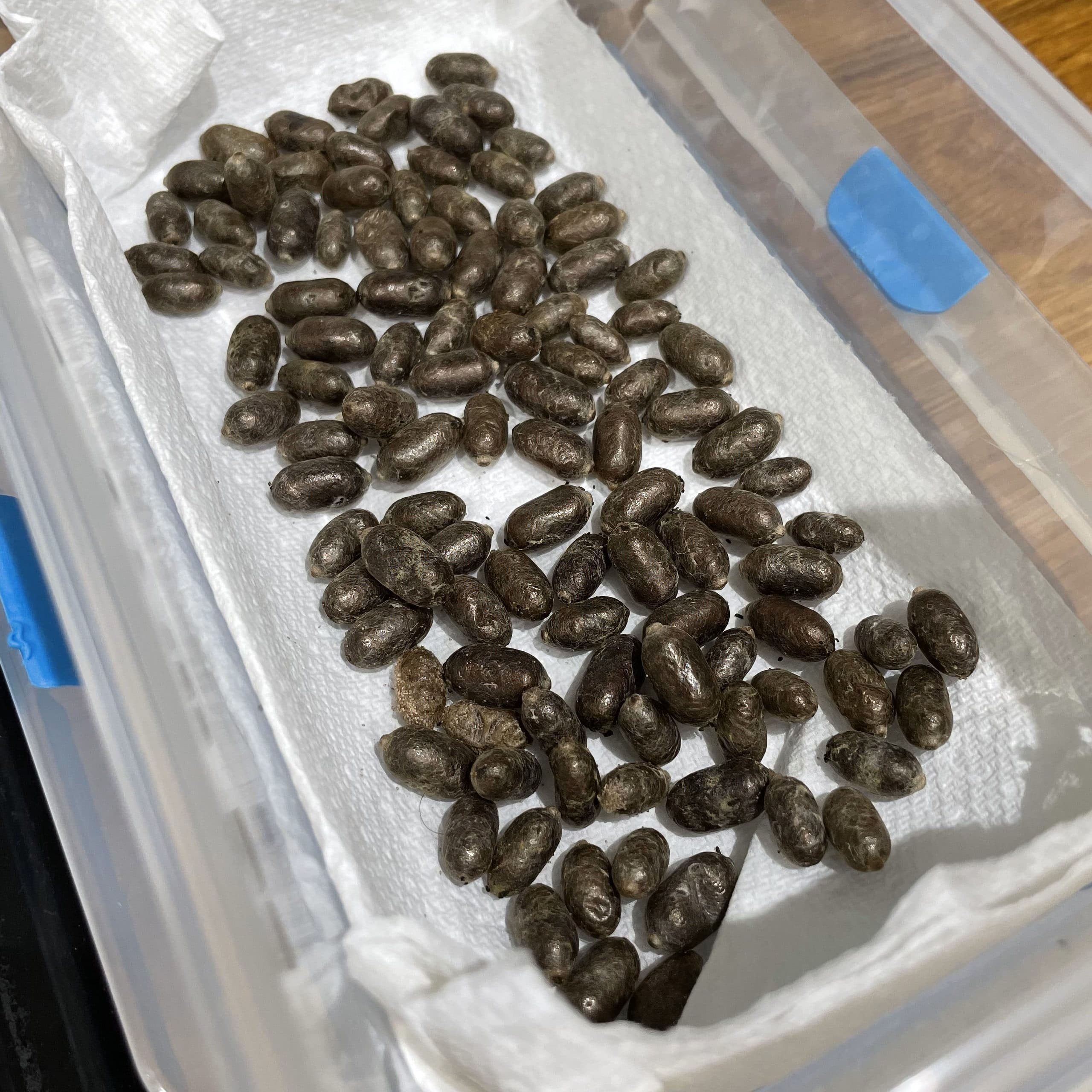Red Mason Bee Cocoons
