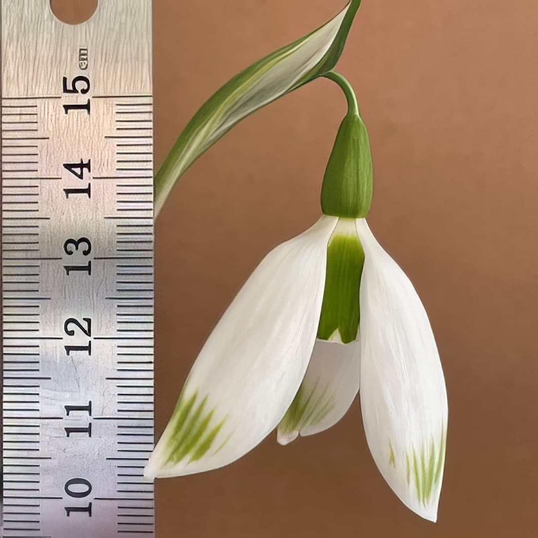 Galanthus Chantry Bonus