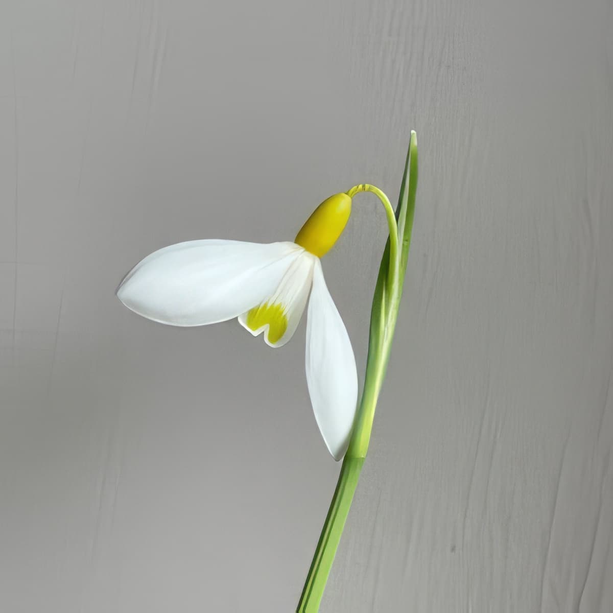 Galanthus Dryad Gold Medal