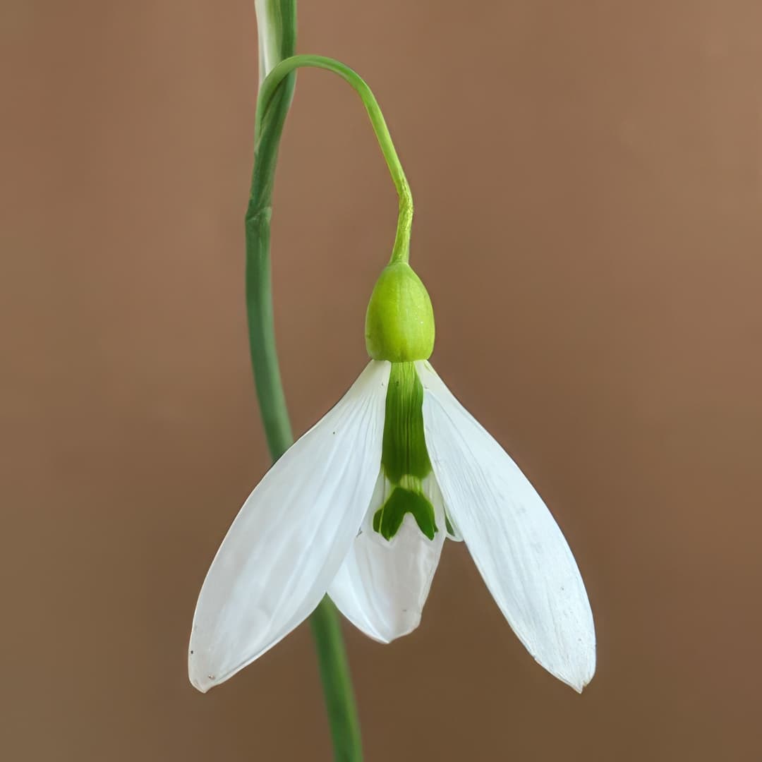 Galanthus Golden Plummet