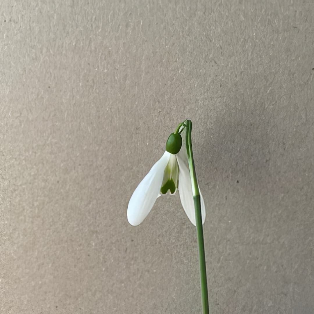 Galanthus Helen