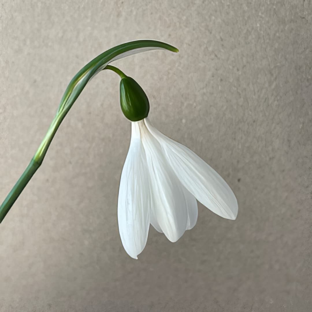 Galanthus Annche Maintzer