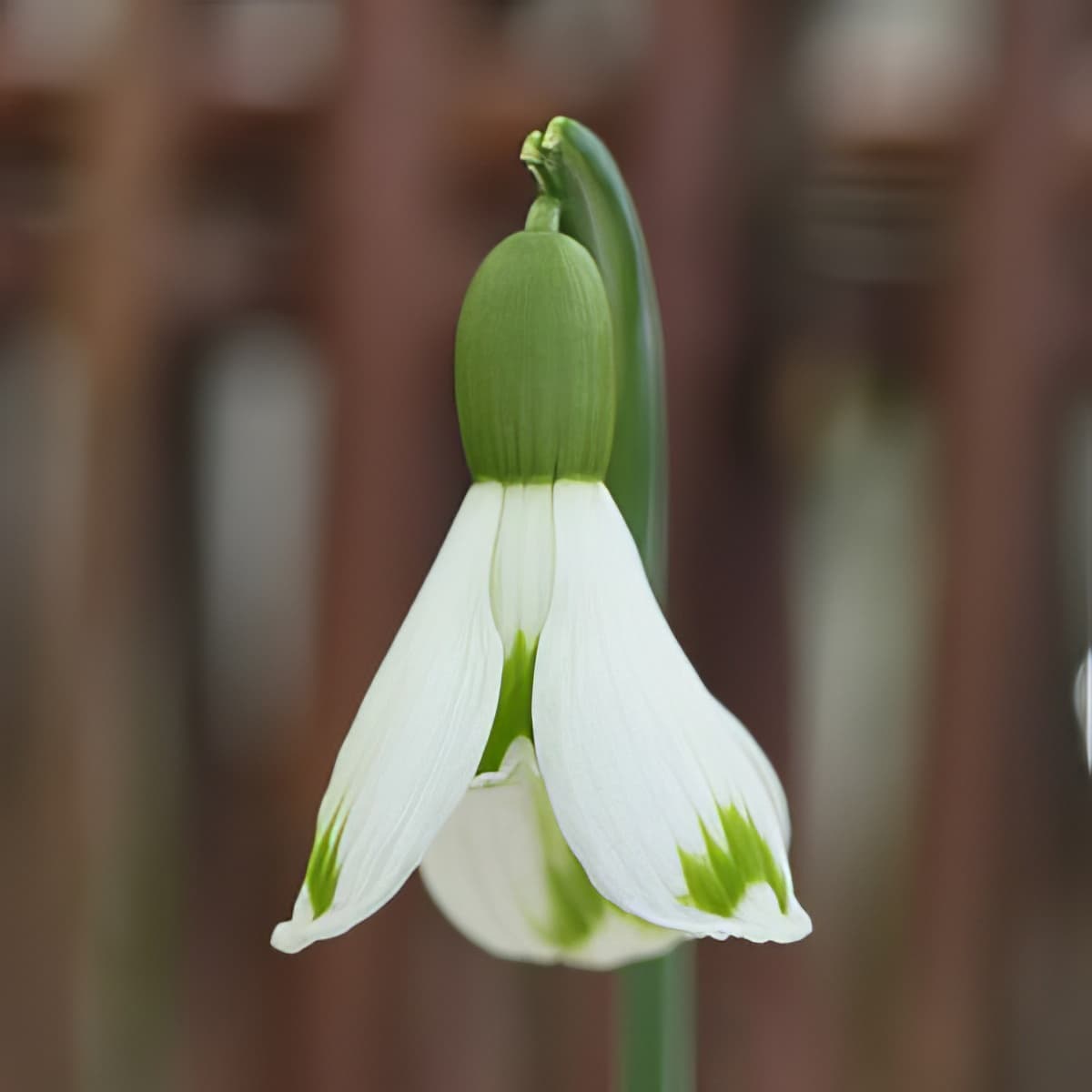Galanthus Bertha