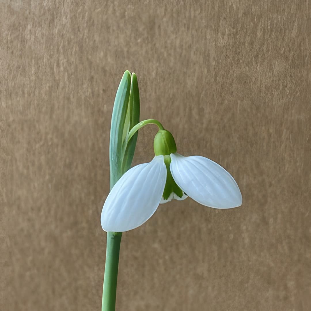 Galanthus Lady Alice