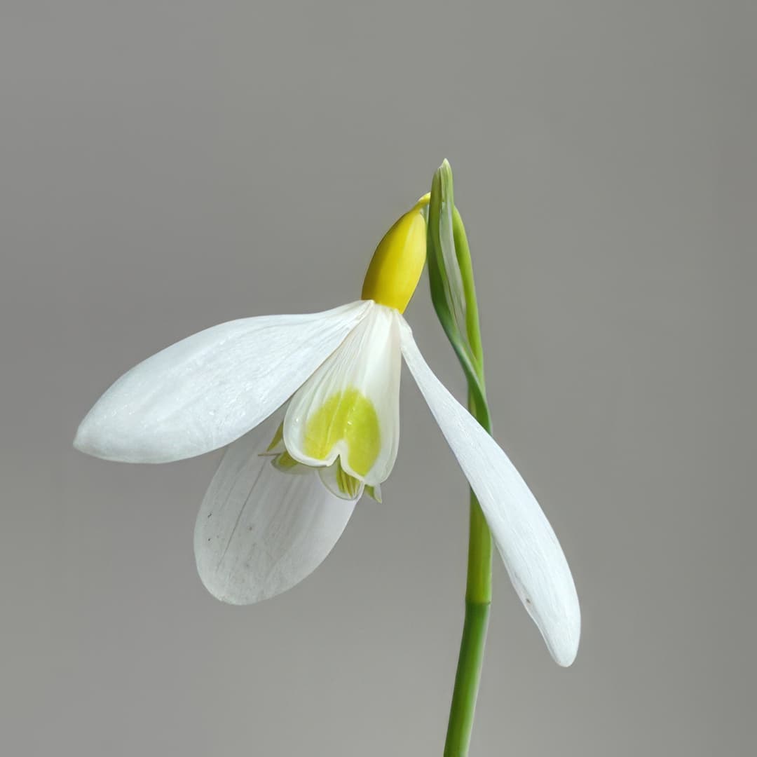 Galanthus Dryad Gold Charm