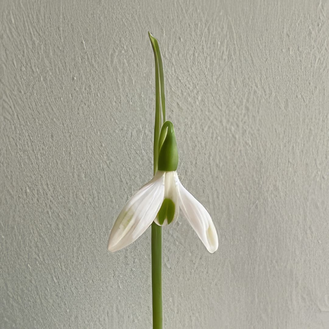 Galanthus Sheds and Outhouses